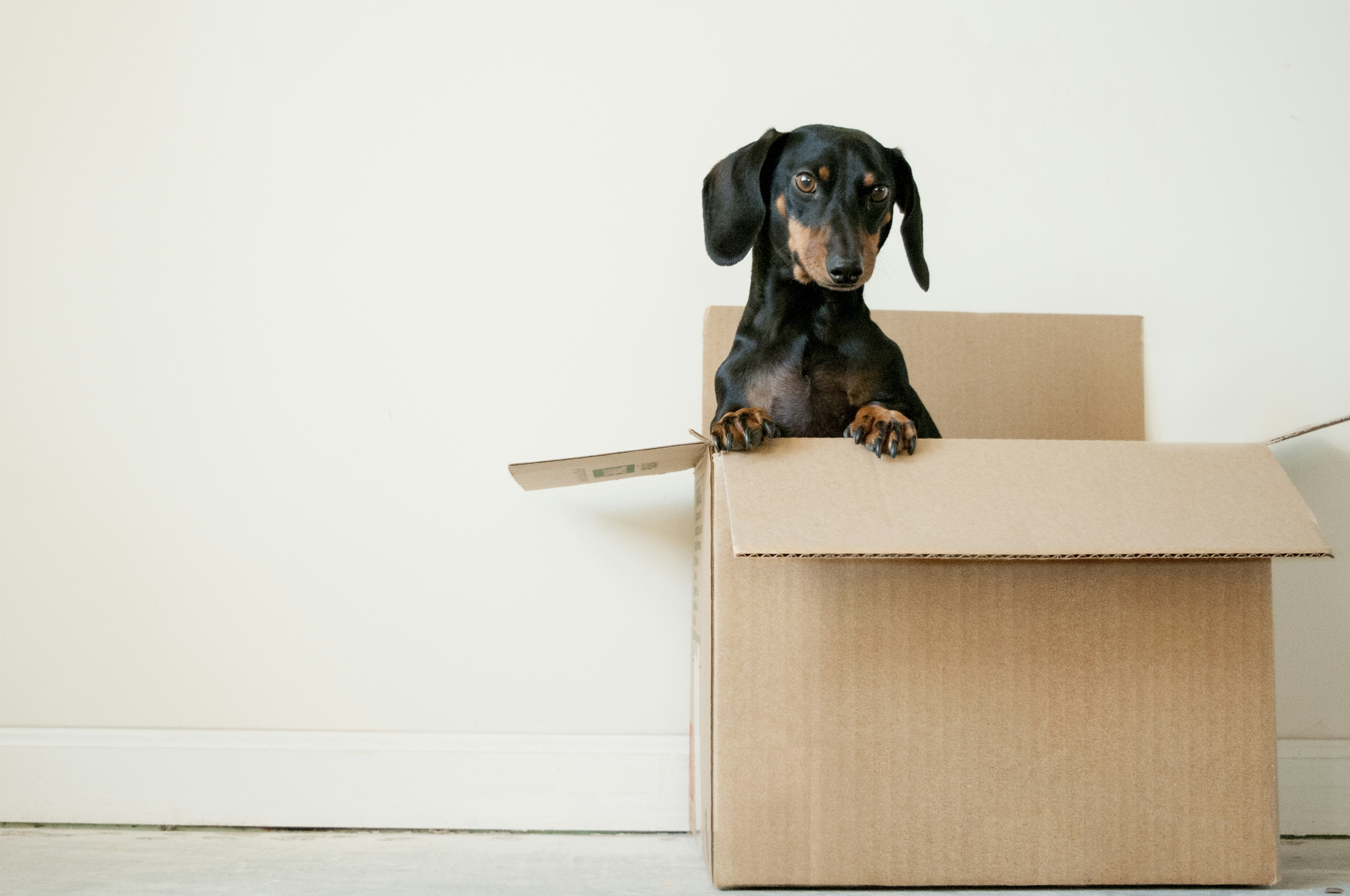 Dog In Moving Box